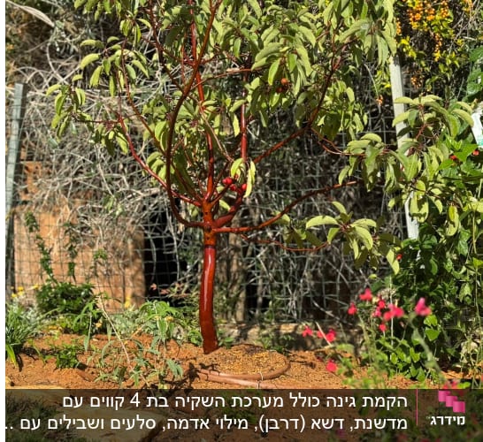 עץ צעיר בגינה עם פרחים ואדמה